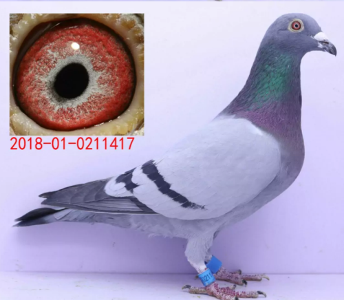 ��ɽ�������45��