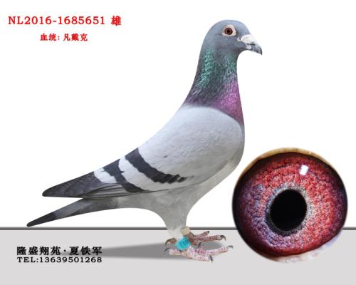 �����޵л�Ѫ