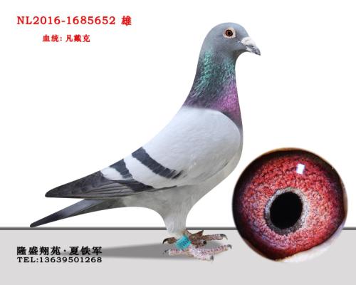 �����޵л�Ѫ