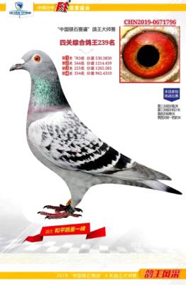 ��ʯ���������239��