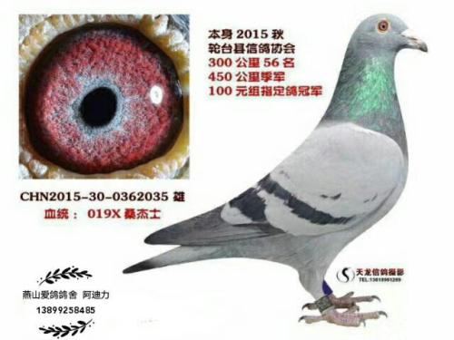 �����ָ�