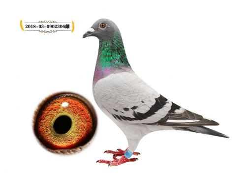 ������*ɣ��ʿ