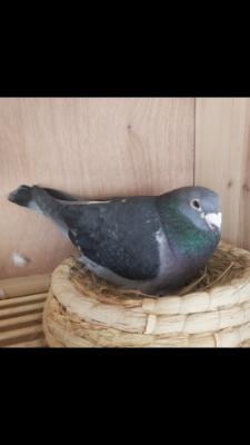 ��ѫ����