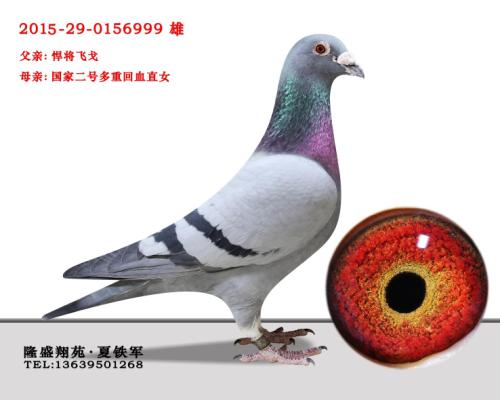 �����ɸ�