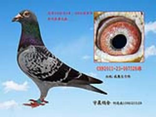 �����ָ�