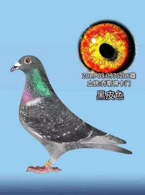 ��˹����