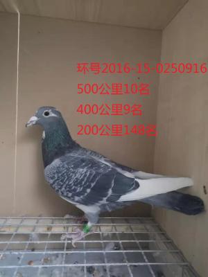 ����˹�� / ������