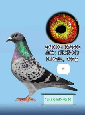 ��˹����