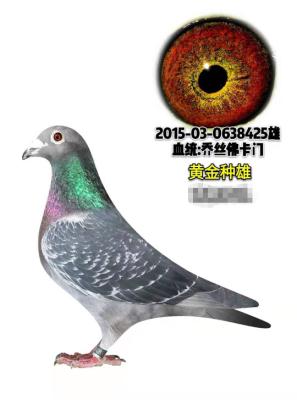 ��˹����