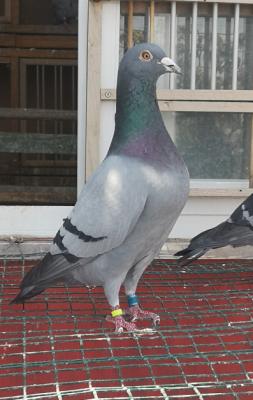 ���عھ�