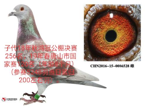 ��ɽ�й�����120ĸ��