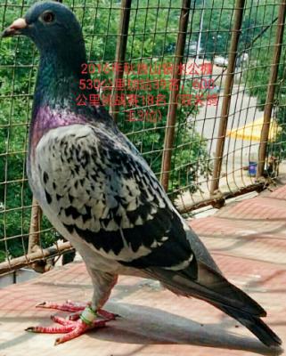 С��291��ĸ��