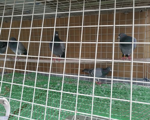 ��������