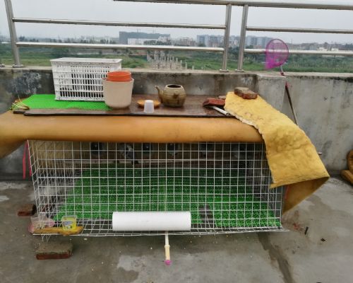 ������˼�ֻ���ӣ�Ū��һ��ª�