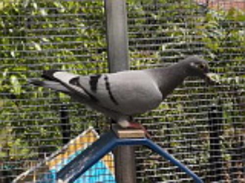 2020���޻��ţ�����Է��