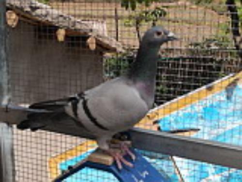 ɣ��ʿ2019���