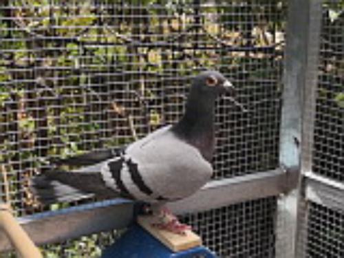 ����Է˽��006