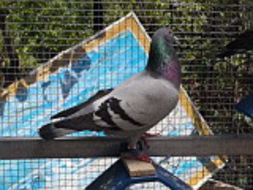 ����Է��