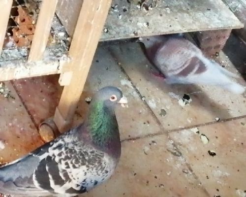 �ﰢ��ؼ����㣬