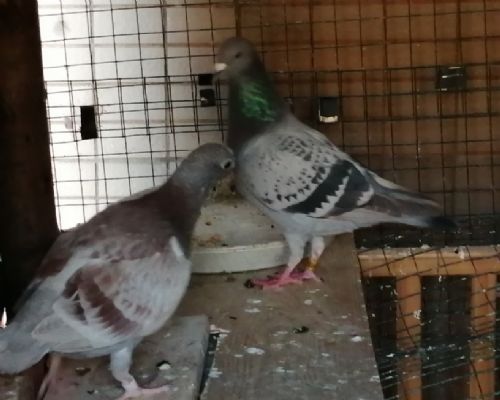 ������ֻ������