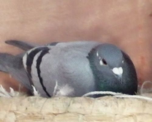 ���ݿ�����