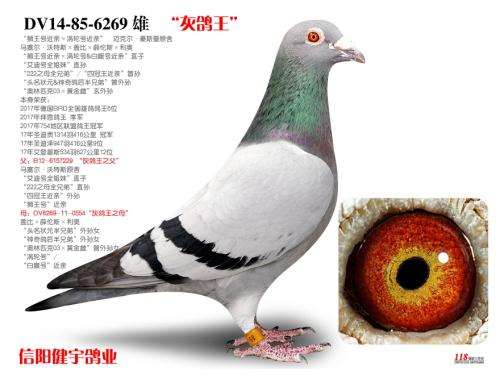 �����ָ�