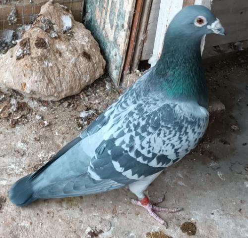 ����ǿ��Ӯ��