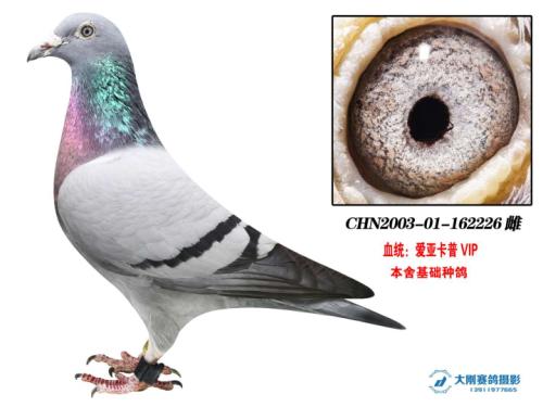 �����ָ�