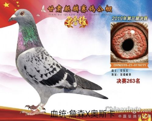 ���빫�����263��