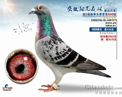 2020������ɭ�ֹ���