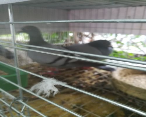 ���ң�����