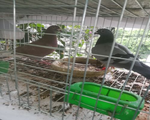 ղɭ�컡������