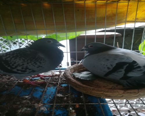 �ٰ������ٰ���