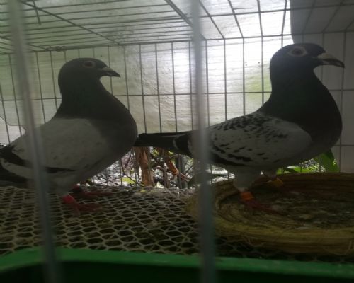 ����������_�ض���˹