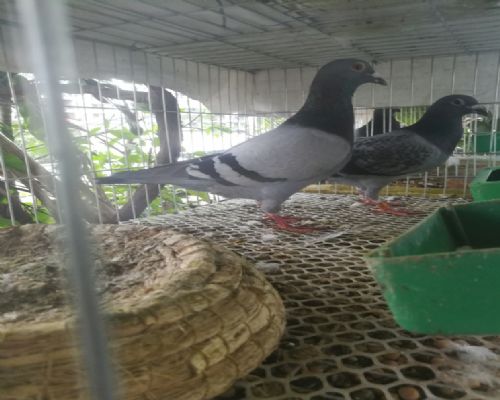 ղɭС���������˹