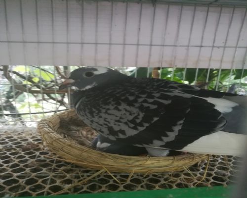 ��ڣ�����