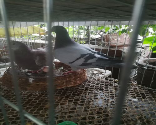 ղɭ�컡��ŷ�߿�