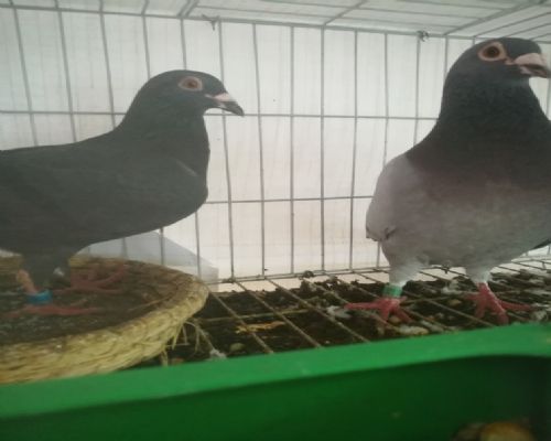 �ڽ�գ�����