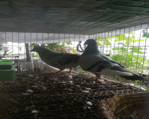 �ڽ�գ�����