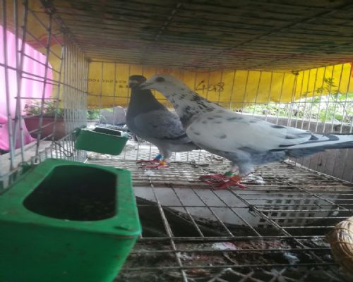 �԰ף�ɣ��ʿ