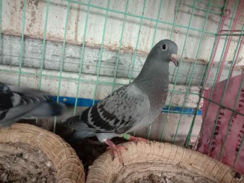 ����-ɣ��ʿ59��ƽ��