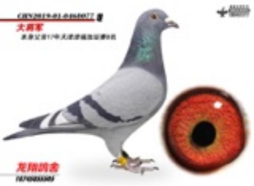 ����Ⱥ�Ǹ�ҵ�󽫾�