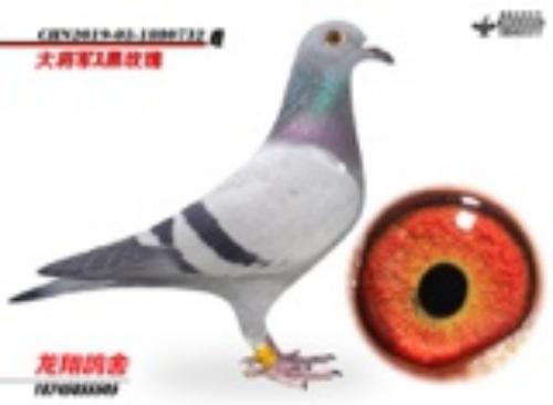 �����ƴ��󽫾�����õ��