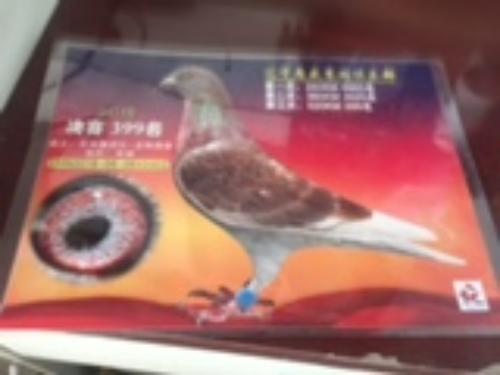 ��ʢ����ɼ��붫������