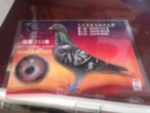 ��ʢ����ɼ���