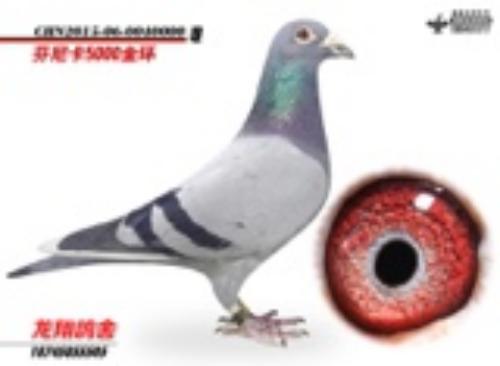 ���Ῠ5000���ָ�