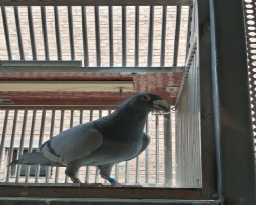 ��ѪӢ��˹����Ѫ��