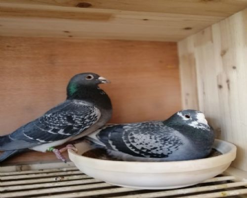 Ӣ��˹�������