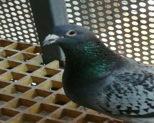 �Ǳ�ԭ�����ھ�Ů����