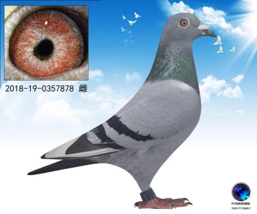 �Ųӹ⹫��ɼ���